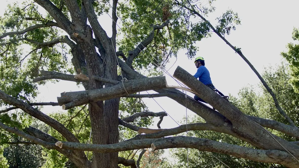 Professional Hazardous Tree Removal performed by certified arborists in Howardsville